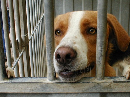Hond in asiel