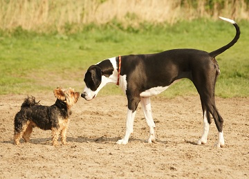 Ontmoeting tussen twee honden