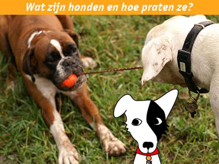 Wat zijn honden en hoe praten ze?