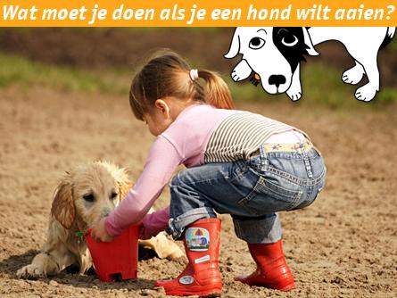 Wat moet je doen als je een hond wilt aaien?