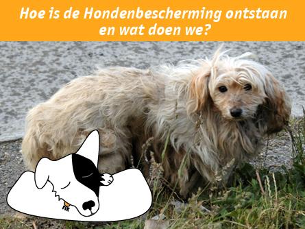 Hoe is de hondenbescherming ontstaan en wat doen we?